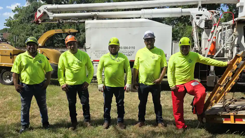 Tree Services and Affordable Tree Tremoval A-Team in Columbia